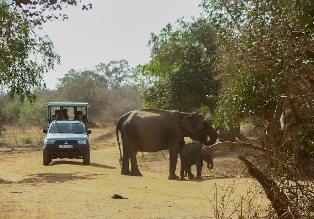 Палатупана: Yala National Park Camping