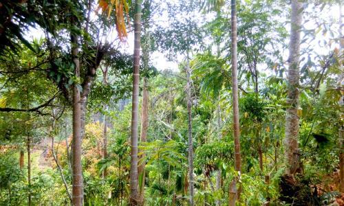 Элла: Aroma Heaven Homestay