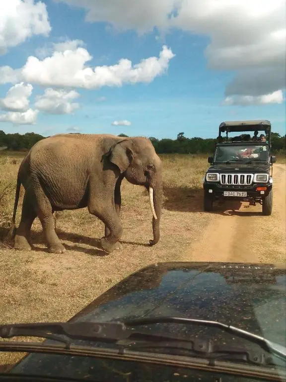 Тимболкетия: NATURE LOVERS family SAFARI RESORT
