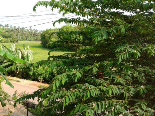 Таларамба: Green View Guest