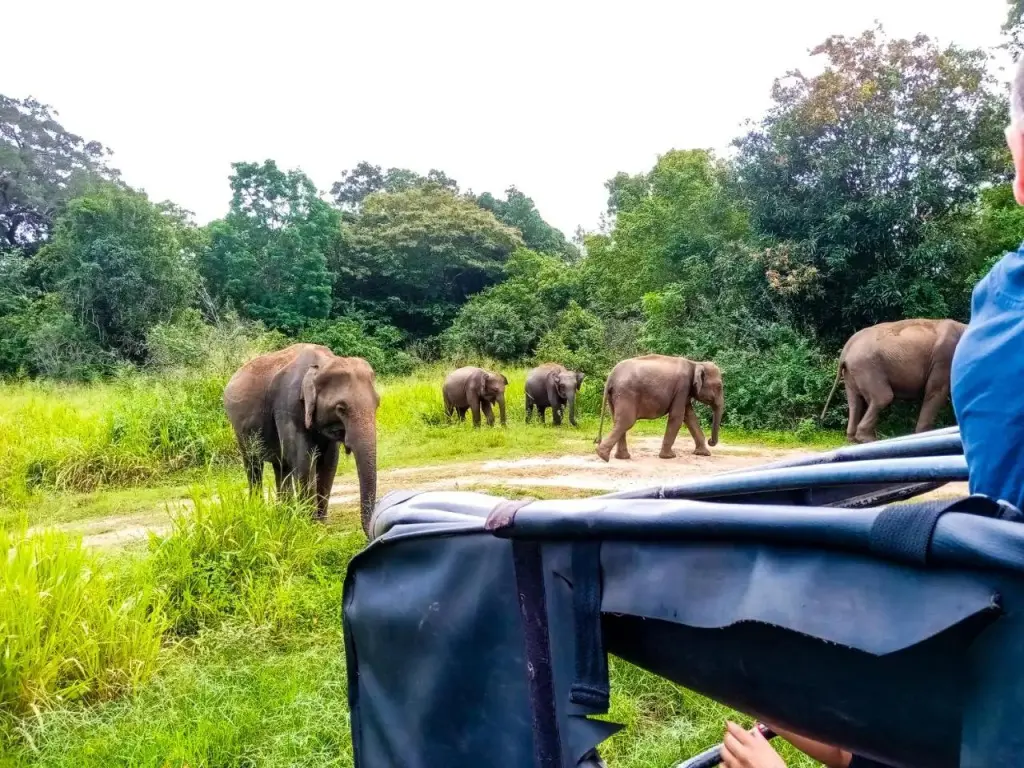 Сигирия: The Rock View Homestay Sigiriya
