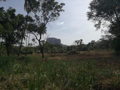 Сигирия: Oshani Homestay Sigiriya