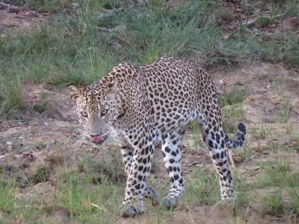 Палатупана: Ruhunu Safari Camping