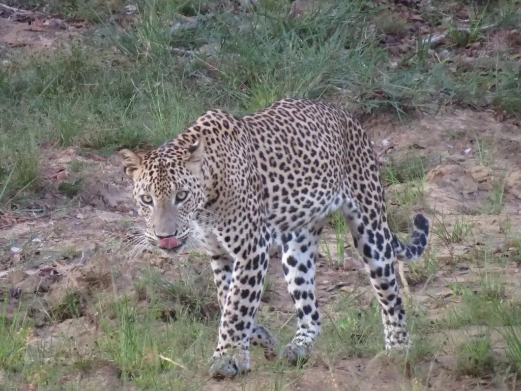 Палатупана: Ruhunu Safari Camping
