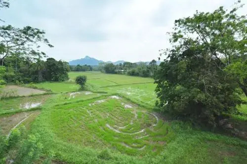 Курунегала: Paddy Field Bangalow