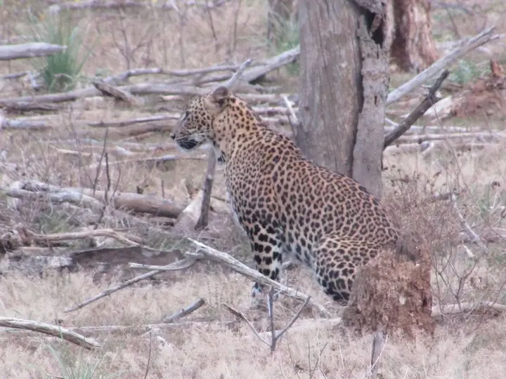 Катарагама: Yala Avian Eye Safari