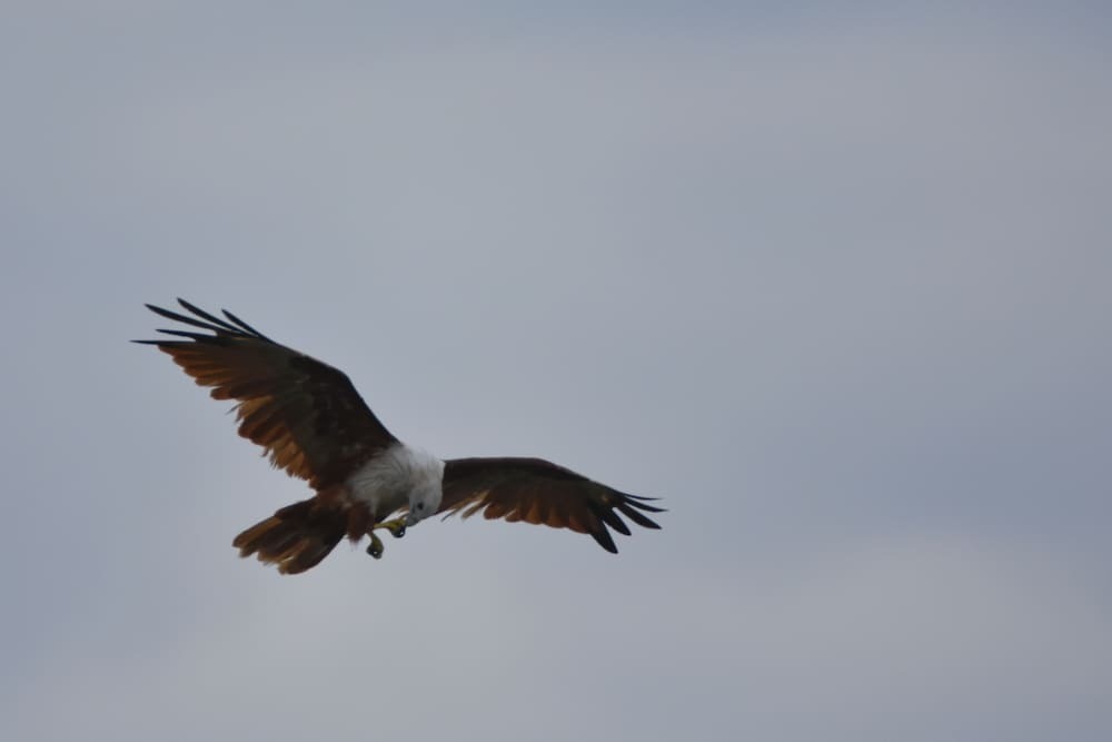 Национальный парк Гал-Оя: Explorer by Eco Team- Gal Oya National Park