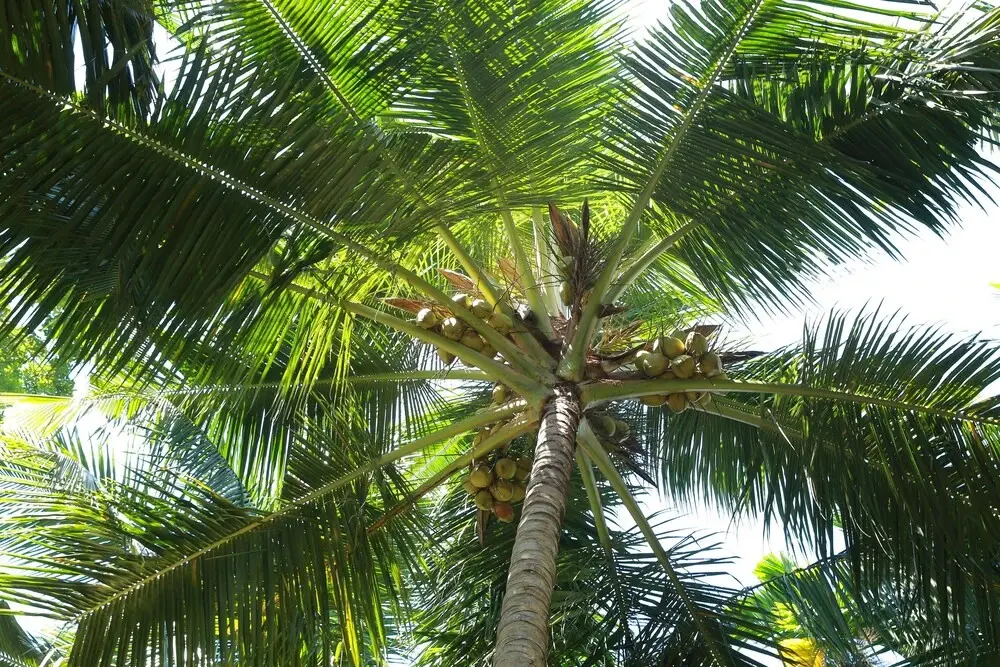 Хабарадува: Lime Cabanas Sri Lanka