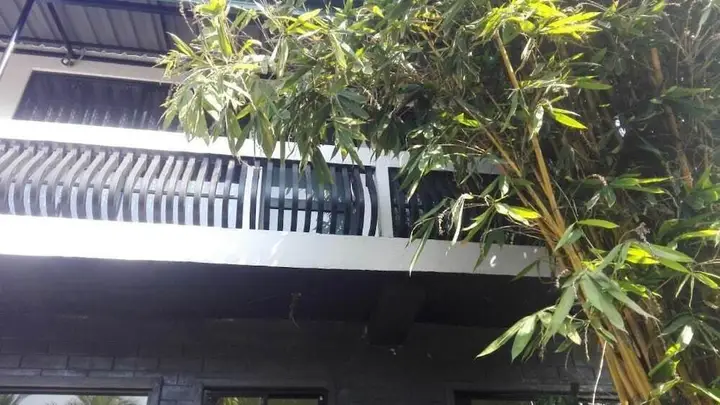 Минувангода: Mango Roots