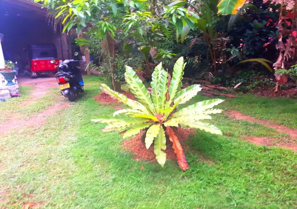 Бентота: Nadee Villa Guest House