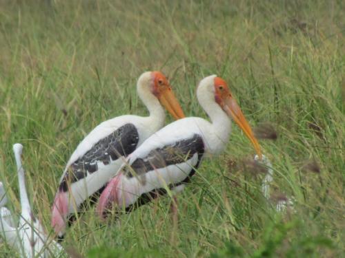 Киринда: Sarath Home Stay And Safari