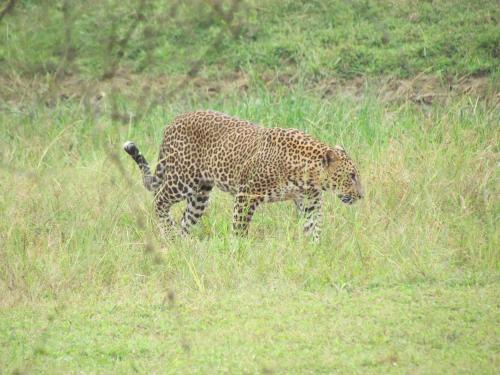Киринда: Sarath Home Stay And Safari