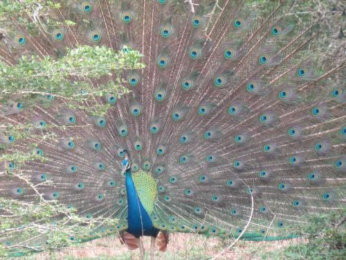 Катарагама: Safari Lodge Yala