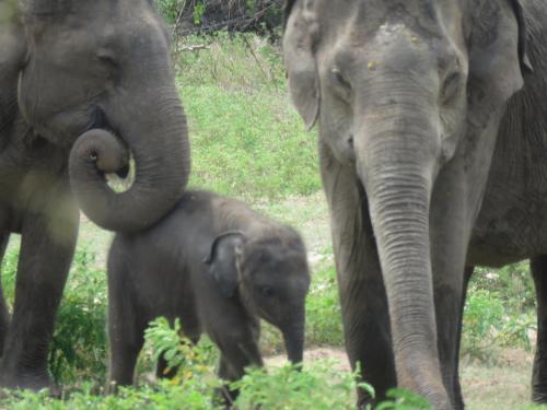Катарагама: Safari Lodge Yala
