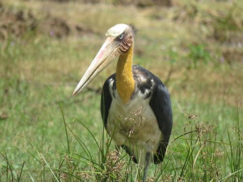 Катарагама: Safari Lodge Yala