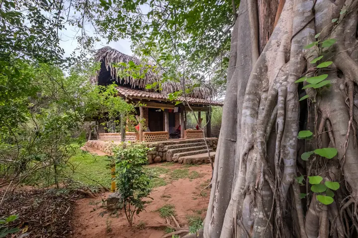 Хамбегамува: Banyan Camp