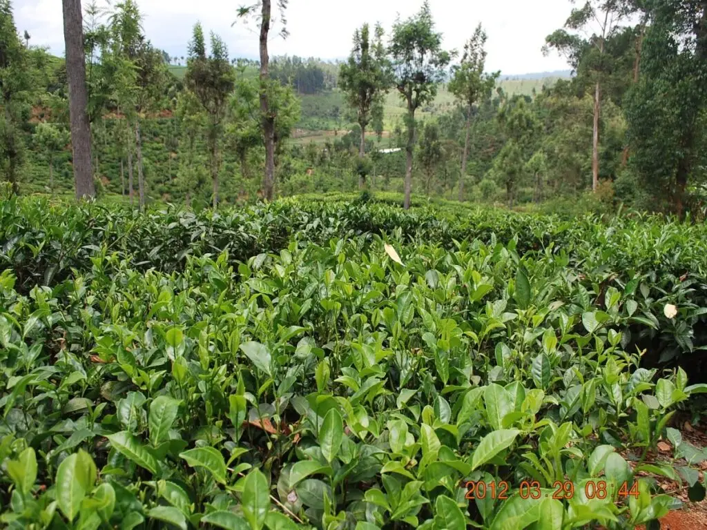 Бандаравела: Ranmal Tea Plantation Bungalow