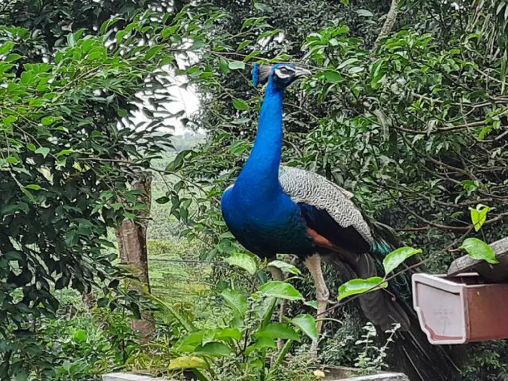 Велигама: Вилла Dinoos Weligama