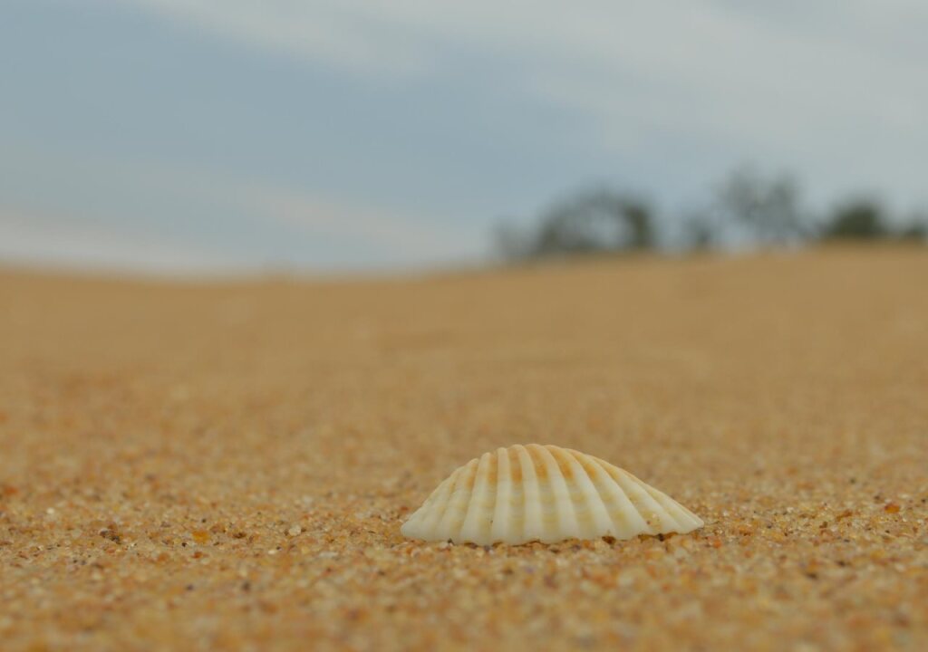 Панадура: Wild Sands Beach Villa