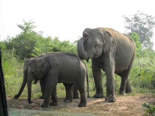 Удавалаве: Tusker Safari Bungalow