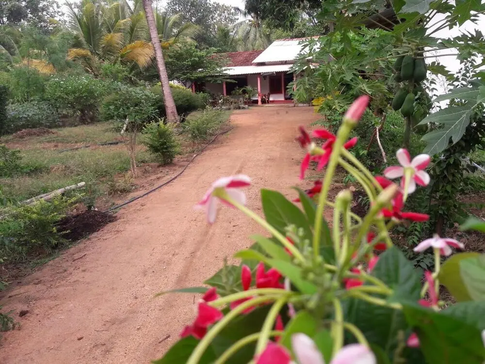 Сигирия: Sigiriya Pikaso Homestay