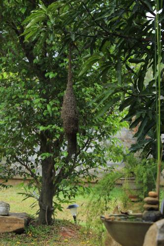 Дамбулла: Evergreen Hotel Dambulla