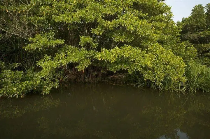 Ахунгалла: Mangrove Escapes