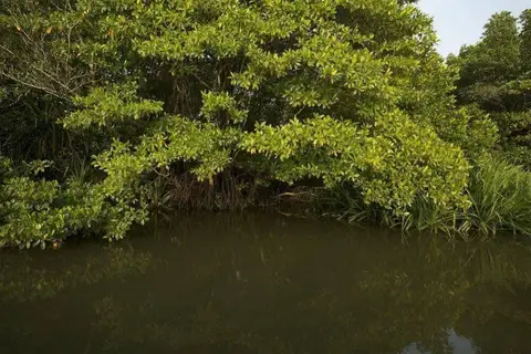 Mangrove Escapes — фото 1