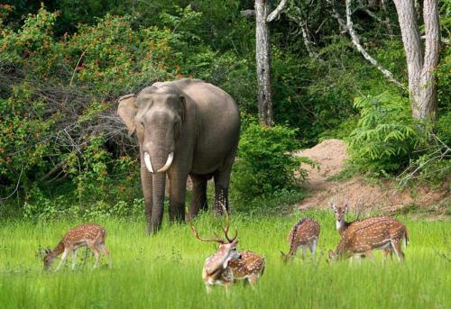 Тиссамахарама: Yala Southern Homestay
