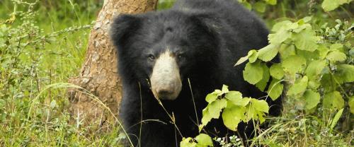 Тиссамахарама: Yala Southern Homestay