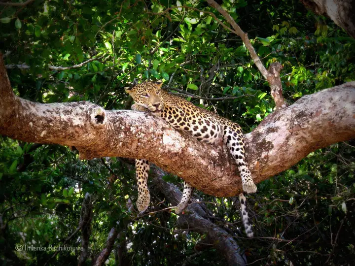 Анурадхапура: Mahoora Tented Safari Camp - Wilpattu