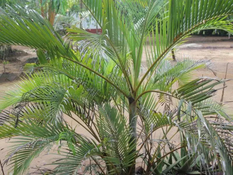 Киринда: Yala beach resort