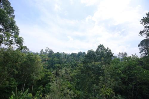 Элла: Yoho Tea Forest Lodge
