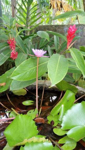 Додандува: Nimal`s Homestay