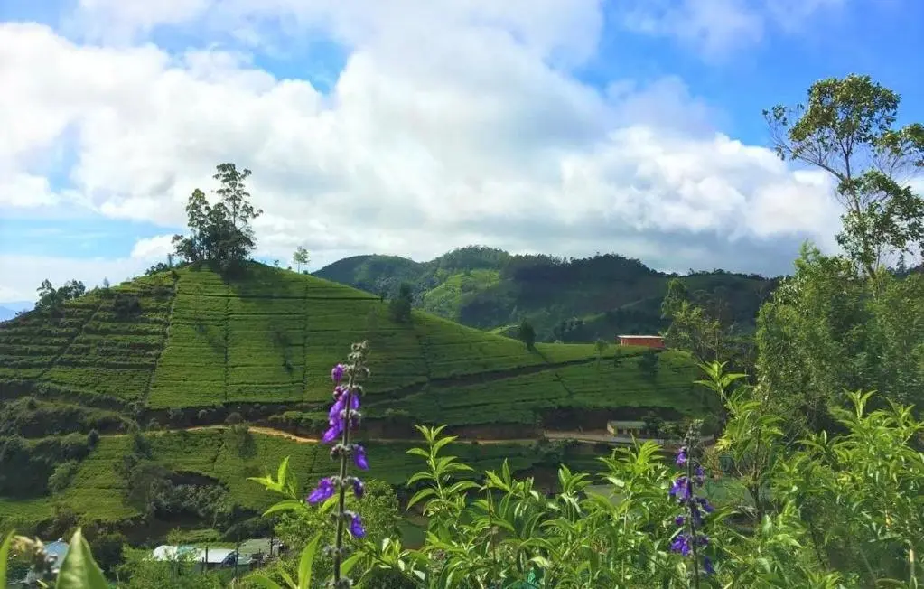 Нувара-Элия: Winter Dream Holiday Bungalow Nuwara Eliya