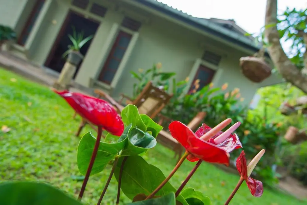 Мараколлия: Deniyawatta Bungalow