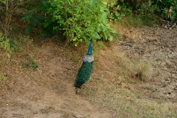 Удавалаве: Nildiya Mankada Safari Lodge