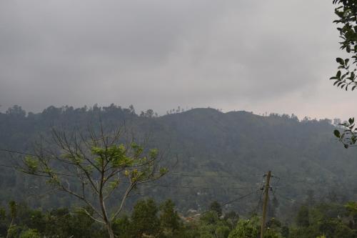 Элла: Misty View Inn