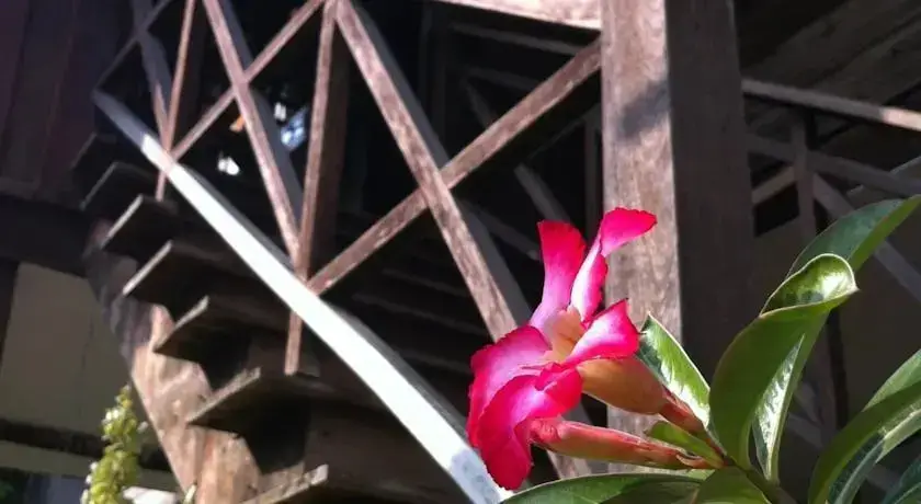 Чиангмай: Mueang Mueang Guesthouse