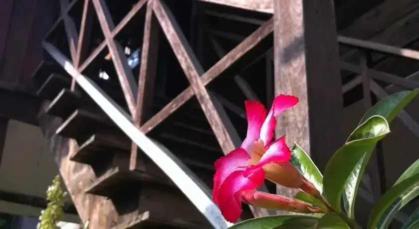 Чиангмай: Mueang Mueang Guesthouse
