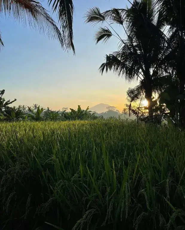 Убуд: Rumah Semanggi
