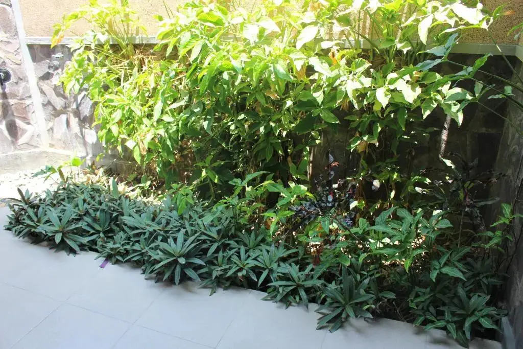 Пемутеран: Magus Homestay