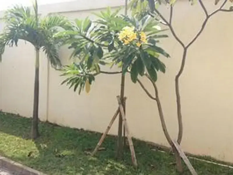 Джакарта: Gardenia Residence Guest House