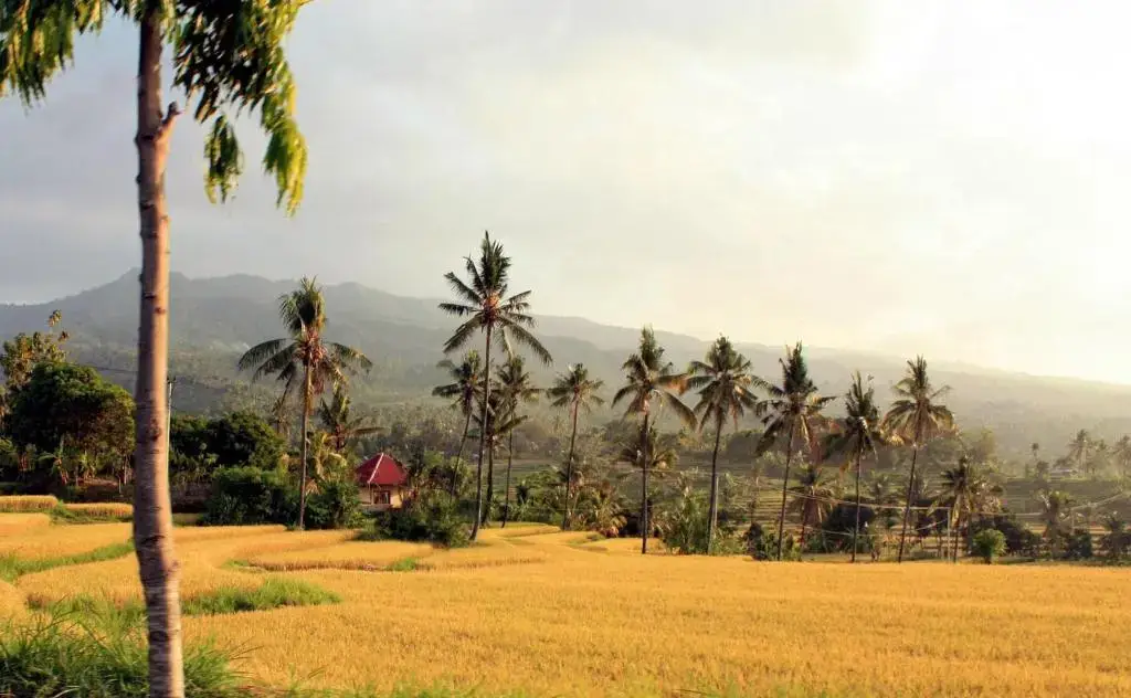 Сукасада: Lafyu Bali