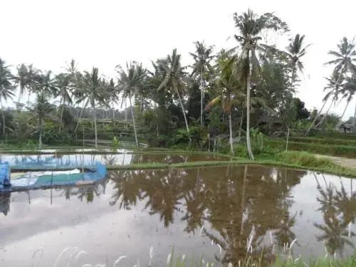Убуд: Hana House Ubud