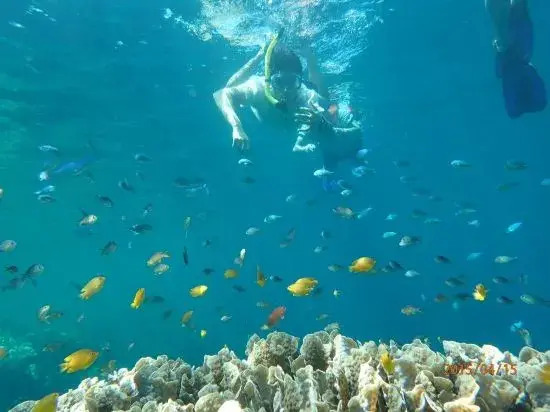 Пемутеран: Yudistira Guesthouse Pemuteran Bali