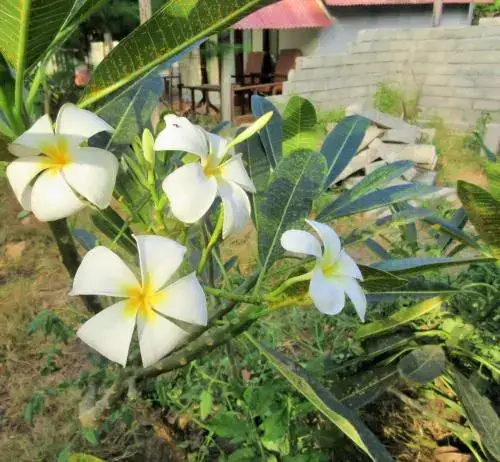 Гили Траванган: Gilinta Bungalows