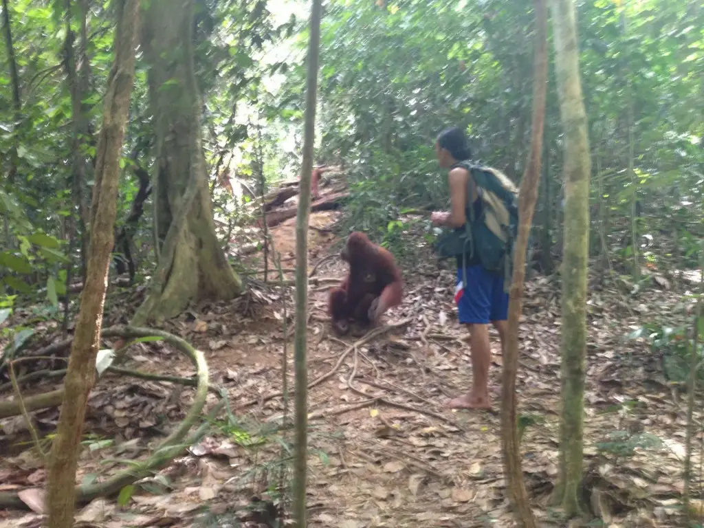 Готонг Ройонг: Indra Valley Inn Bukit Lawang