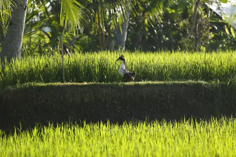 The LUXE Ubud, a Boutique Hotel — фото 1