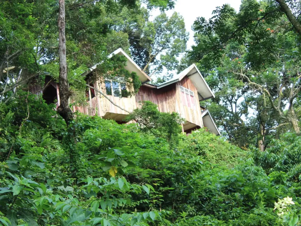Букит Лаванг: Ecolodge Bukit Lawang